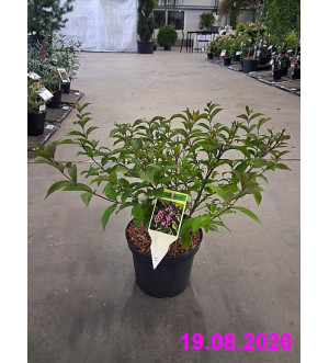 Callicarpa dichotoma 'Issai' C 2,5 L